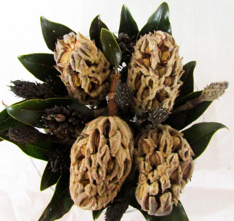 May include: A bouquet of dried magnolia flower buds with brown, tan, and cream colors. The flowers are arranged in a cluster with green leaves.