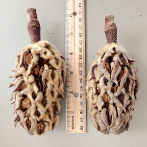 May include: Two brown magnolia seed pods, each about 6 inches long, with a fuzzy texture and a brown stem. The seed pods are next to a wooden ruler with inch markings.