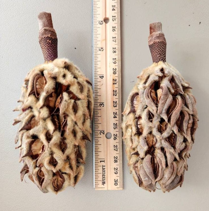 May include: Two brown magnolia seed pods, each about 6 inches long, with a fuzzy texture and a brown stem. The seed pods are next to a wooden ruler with inch markings.