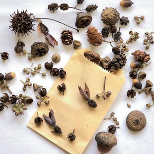 May include: A collection of assorted natural botanical elements including brown pinecones, acorns, spiky sweetgum balls, and dried seed pods scattered around a light tan paper envelope, with some items spilling out from the open top edge.