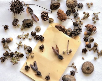 Dried Seed Pod Collection, Acorn Crafts, Twig Art, Nature Ephemera, Potpourri Bowls