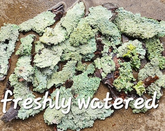 Lichen covered Bark, ISO Pod Terrarium Supplies, Fairy Garden Supply