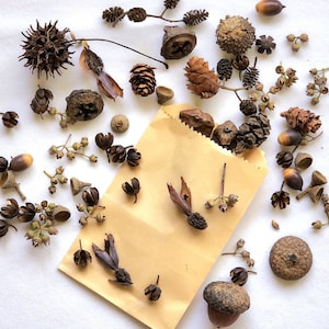 Seed Pod Collection for crafts, Dried Forest Treasures, Natural Materials, Homemade Potpourri