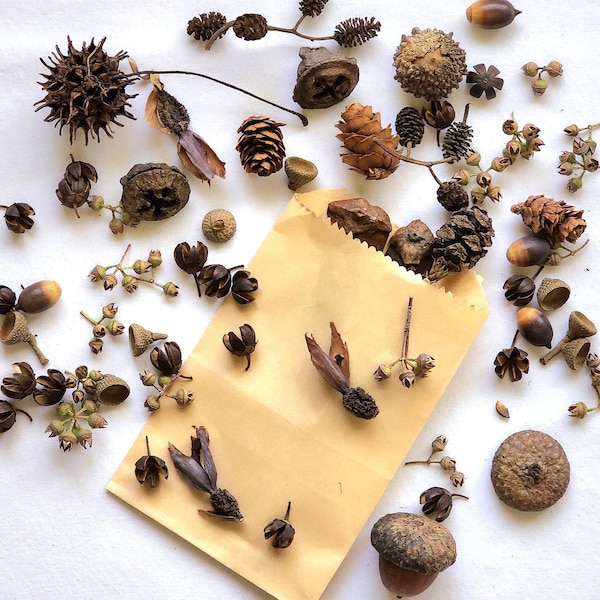 Seed Pod Collection for crafts, Dried Forest Treasures, Natural Materials, Homemade Potpourri