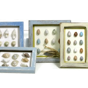 May include: Four framed displays of seashells and small stones. The frames are painted in shades of blue and cream, with white backgrounds. A Euro coin is included for scale. The displays showcase a variety of shells and stones.