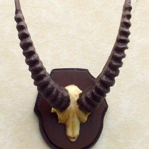 May include: A brown wooden plaque with a mounted set of spiral-shaped horns and a white skull. The horns are curved and point upwards.