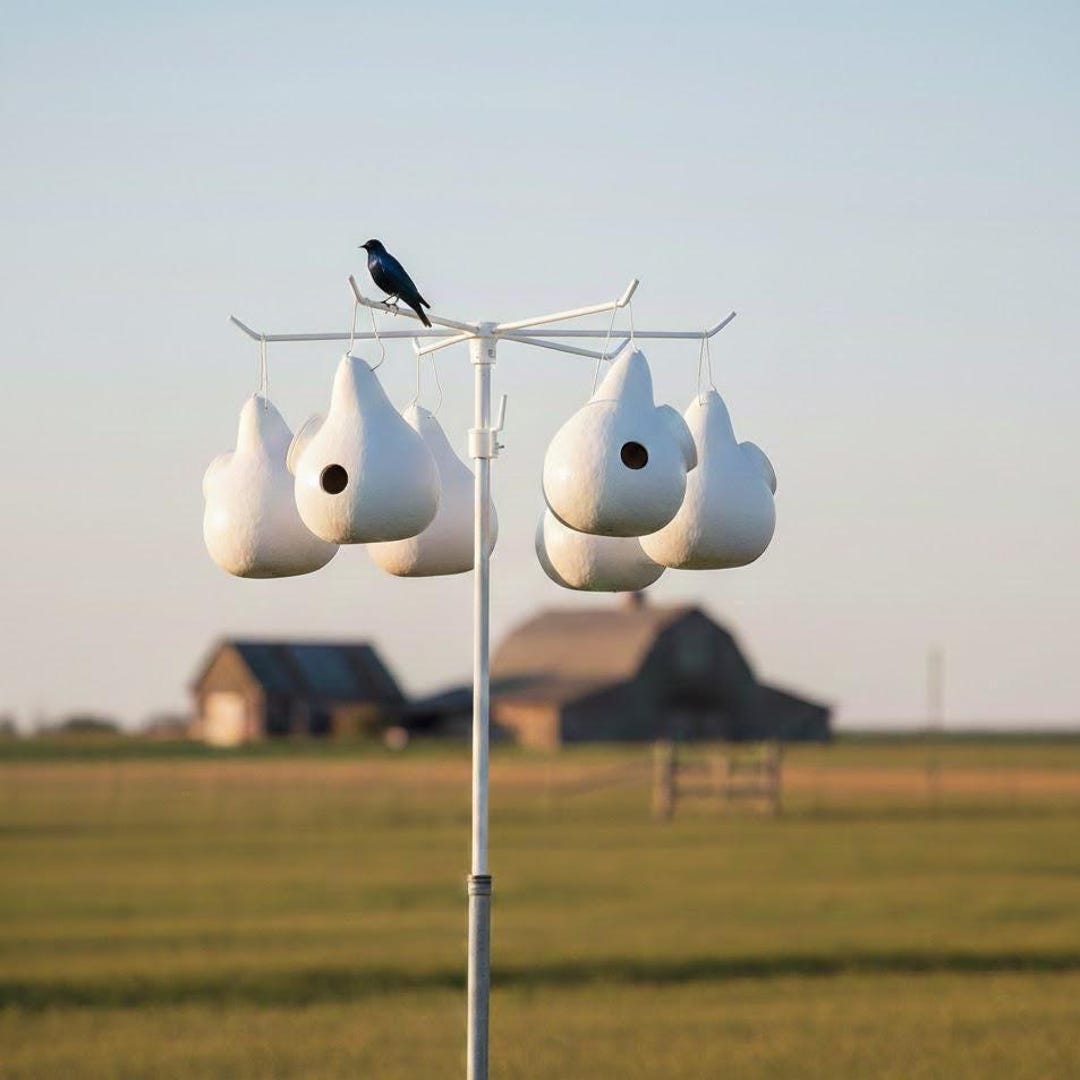 Purple Martin Gourd Birdhouse 12–14” White Ready to Hang Set of 10