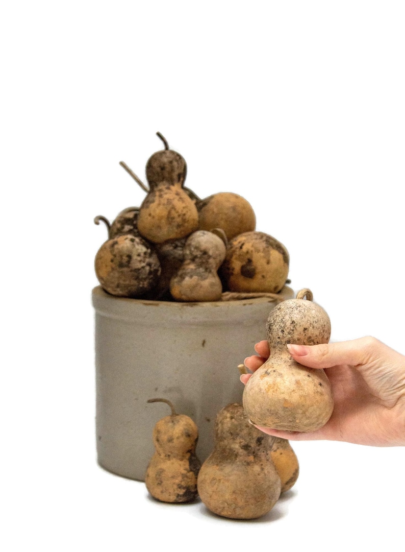 Mini Jourds Mini Bottle Gourds (set of 24) | Rustic Fall Decor, DIY Crafts - Etsy