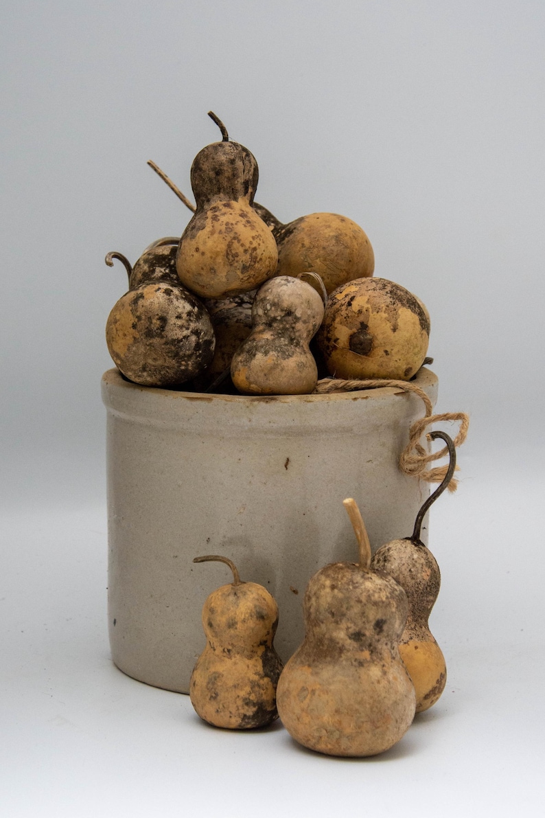 Mini Jourds Mini Bottle Gourds (set of 24) | Rustic Fall Decor, DIY Crafts - Etsy