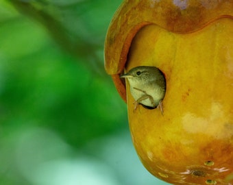 May include: A small brown bird peeks out of a yellow birdhouse made from a gourd.
