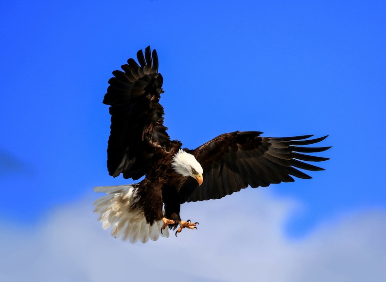 Bald Eagle Etsy Bald Eagle Etsy