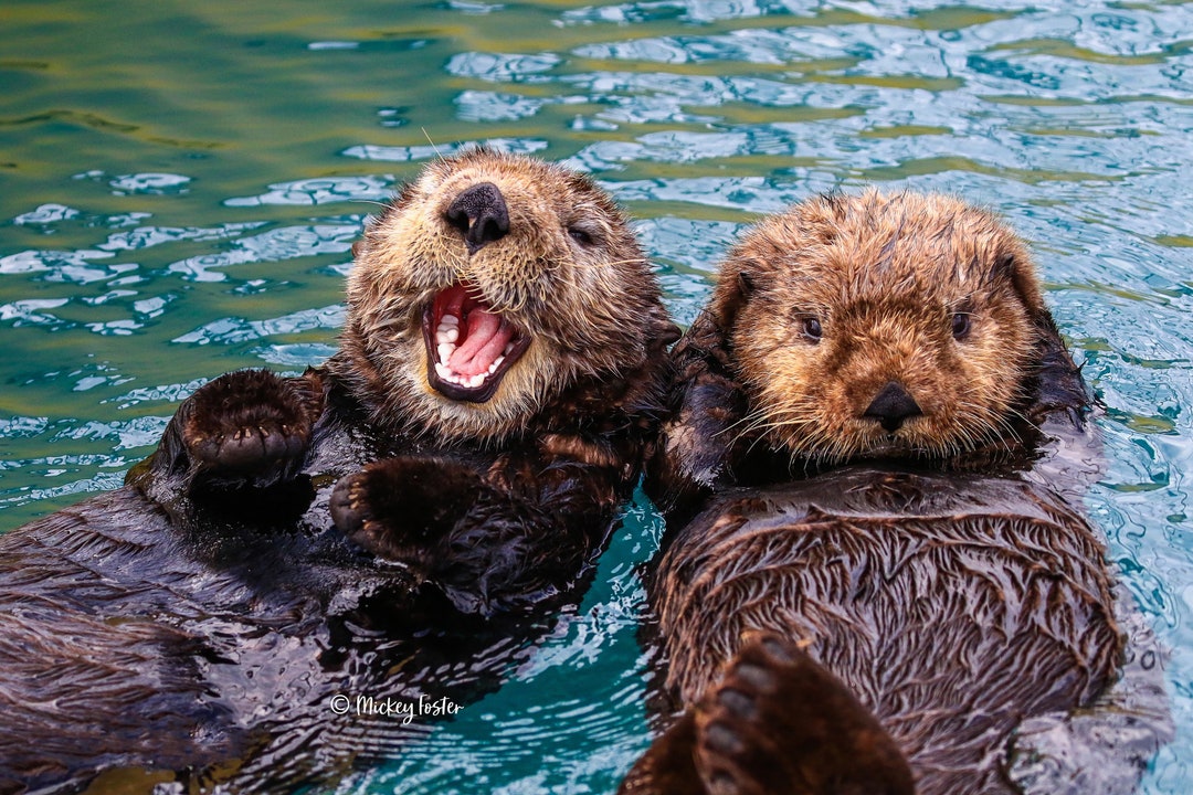 Sea otter pajamas sale