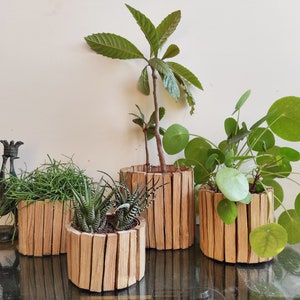 Peut inclure: Cinq plantes en pot dans des pots en bois. Les pots sont faits de fines bandes de bois disposées verticalement. Les plantes comprennent une plante succulente, un petit arbre et une plante feuillue.