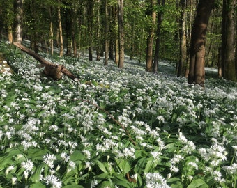 50 Freshly lifted Organic Wild Garlic Plants