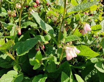 5 X Young Comfrey bareroot plants