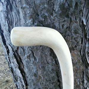 Semi-finished 37&quot;Maple Cane