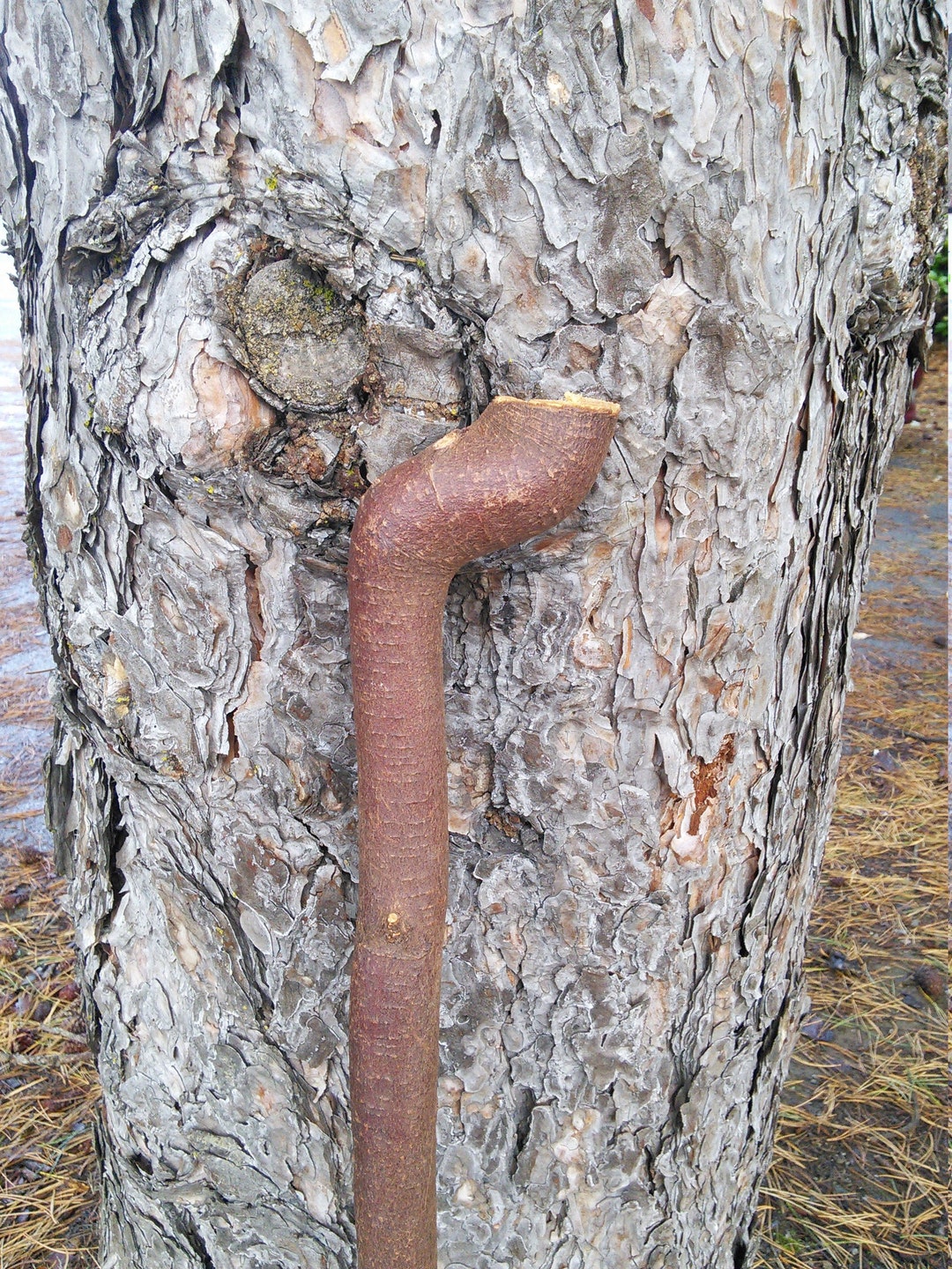Unfinished Root Cane 40.75" RARE With Stubby Handle - Etsy