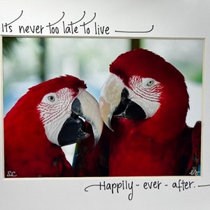 Macaw Kiss