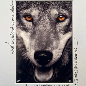 Red wolf