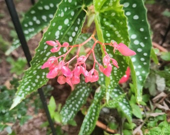Rooted My Special Angel, Angel Wing Begonia