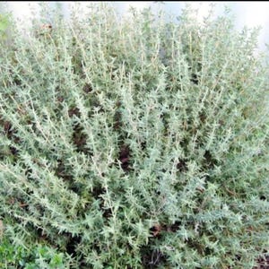 May include: A close-up of a thyme plant with small, light green leaves and thin, light-colored stems. The plant is dense and bushy, with a slightly blurred background.