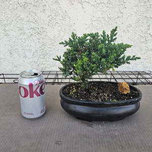 Live REAL Juniper Bonsai Tree Japanese FREE SHIPPING image 3