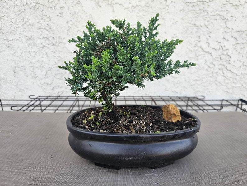 Live REAL Juniper Bonsai Tree Japanese FREE SHIPPING image 1