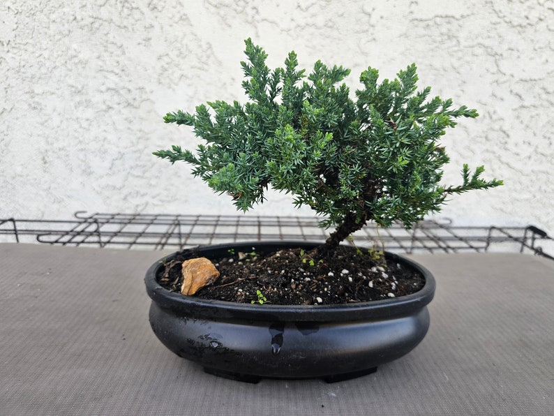 Live REAL Juniper Bonsai Tree Japanese FREE SHIPPING image 2