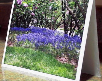 Blank Greeting Card - Grape Hyacinth