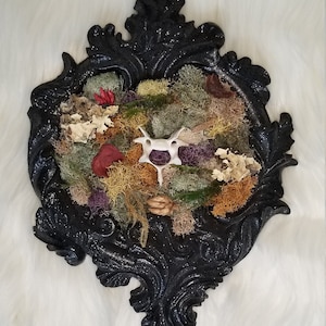Bobcat Bone, Real Animal Skeleton, Dried Plants, Animal Bone, Natural Bone, Bone Art, Real Bone, Bone Collection, Animal Bones Real, Bone