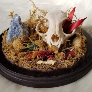 Bobcat Skull, Blue Calcite, Natural Bone, Real Bone Art, Bone Collection, Animal Bones Real, Dried Plants, Animal Skull, Real Bone, Bone