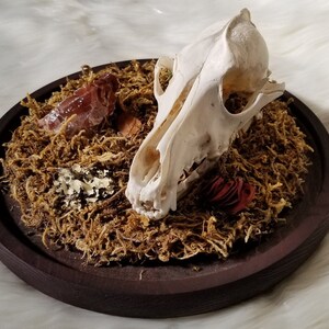 Coyote Skull, Red Calcite, Animal Skull, Natural Bone, Bone Art, Real Bone, Bone Collection, Animal Skull, Dried Plants, Animal Bone, Bone