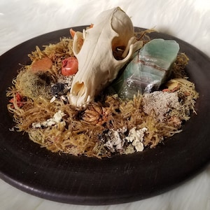 Coyote Skull, Green Calcite, Real Bone Art, Bone Collection, Dried Plants, Animal Skull, Real Bone, Bone Art, Animal Bone, Natural Bone