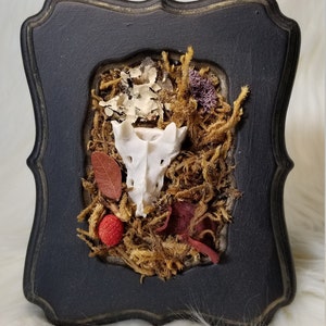 Bobcat Bone, Natural Bone, Bone Collection, Real Animal Bone, Dried Plants, Animal Bone, Bone Art, Real Bone, Real Bone Art