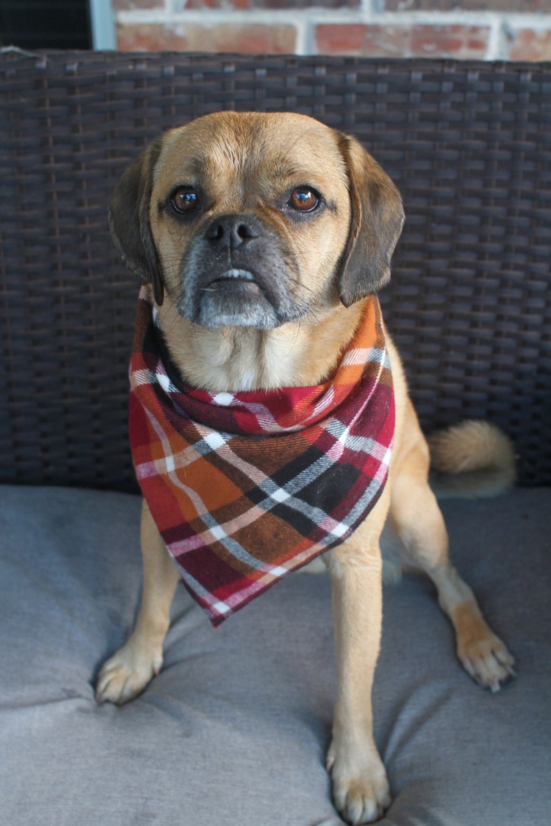 Autumn Dog Bandana, Plaid Dog Bandana, Fall Dog Bandana, Female Dog Bandana, Male Dog Bandana, Small Dog Bandana, Large Dog Bandana bild 4