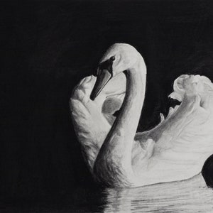 Original Artwork - &quot;Defensive Swan&quot; - White Swan Drawing