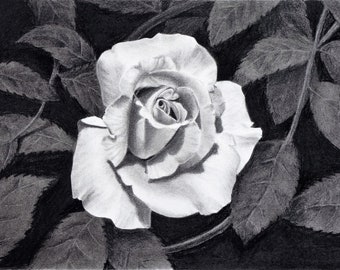 Obra original - "Rosa blanca" - Dibujo de rosa