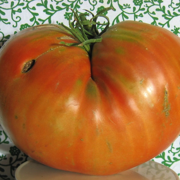 Donskoi Heirloom Giant Tomato Seeds