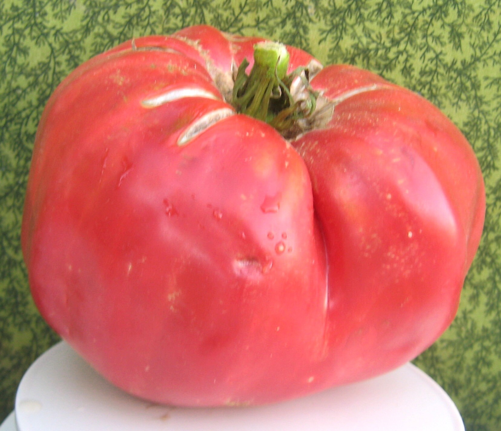 goliath tomato seeds