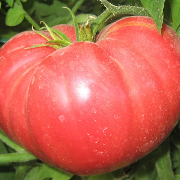 Delicious Heirloom Giant Tomato Seeds