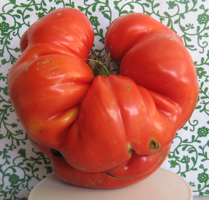 Delicious Heirloom Giant Tomato Seeds Etsy UK