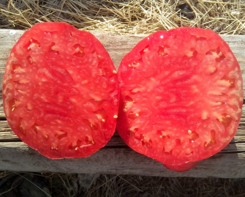 Hoy Heirloom Giant Tomato Seeds Etsy Canada