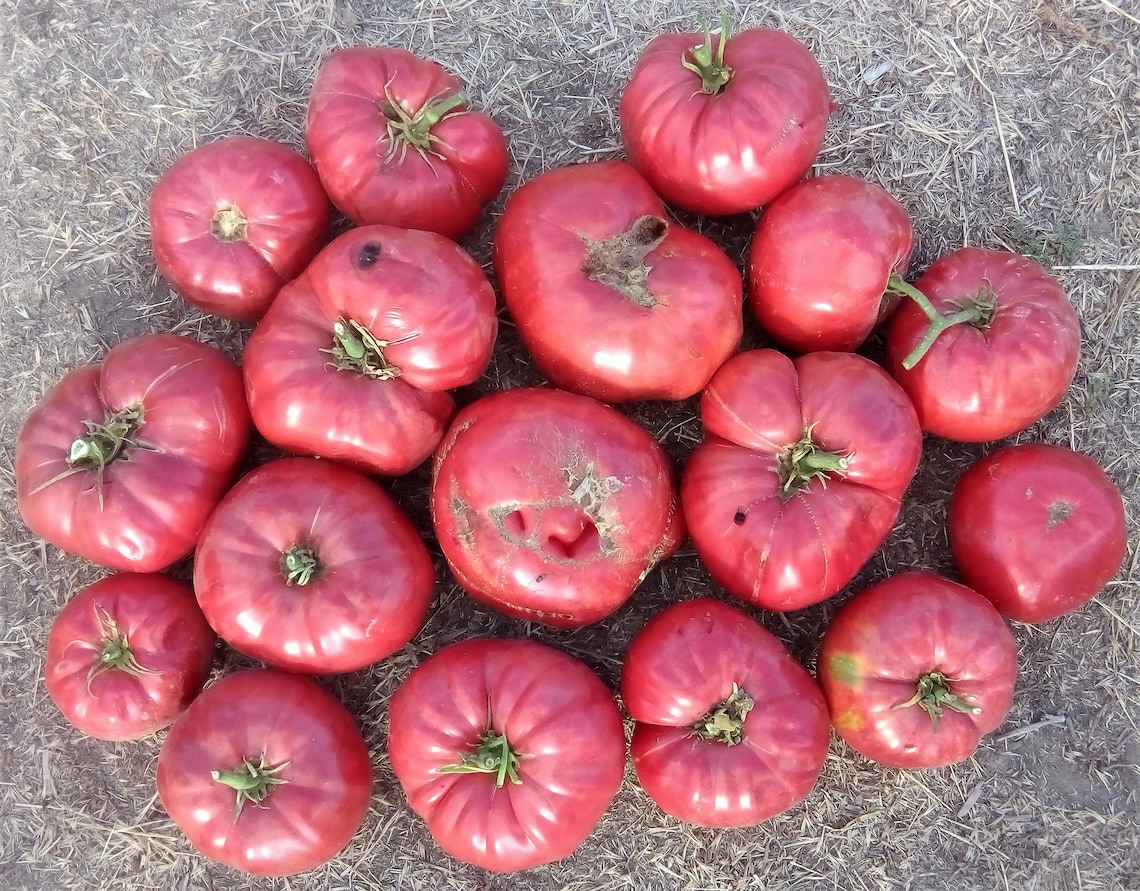 Hoy Heirloom Giant Tomato Seeds Etsy Canada