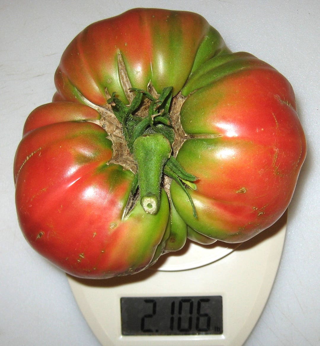 Epstein's Potato Leaf Heirloom Tomato Seeds Etsy