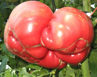 Domingo Heirloom Giant Tomato Seeds