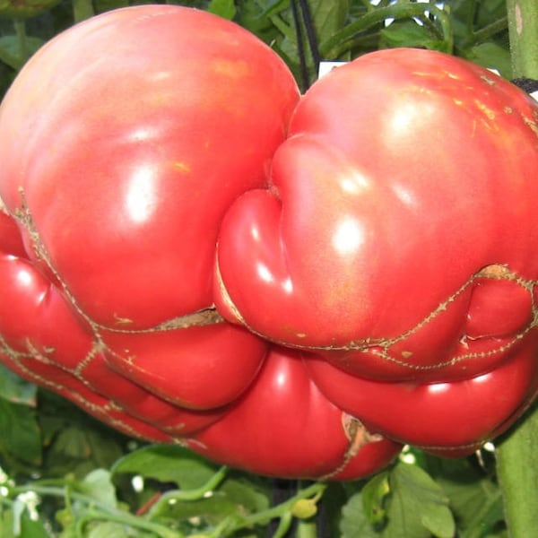 Graines de tomates géantes Domingo Heirloom