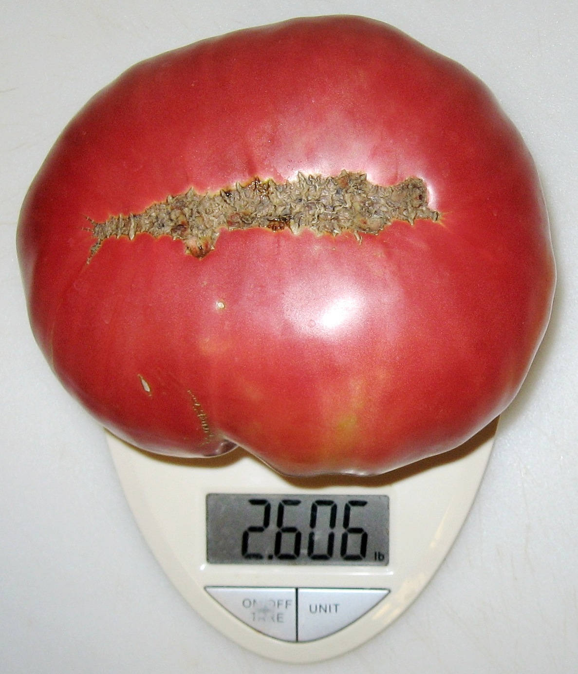 Hoy Heirloom Giant Tomato Seeds Etsy Canada