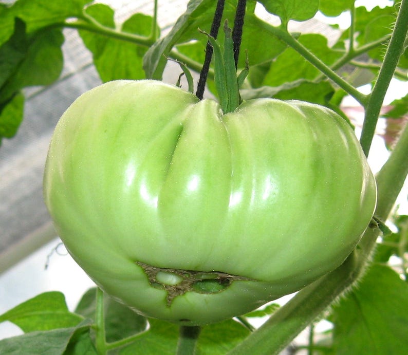 Epstein's Potato Leaf Heirloom Tomato Seeds Etsy