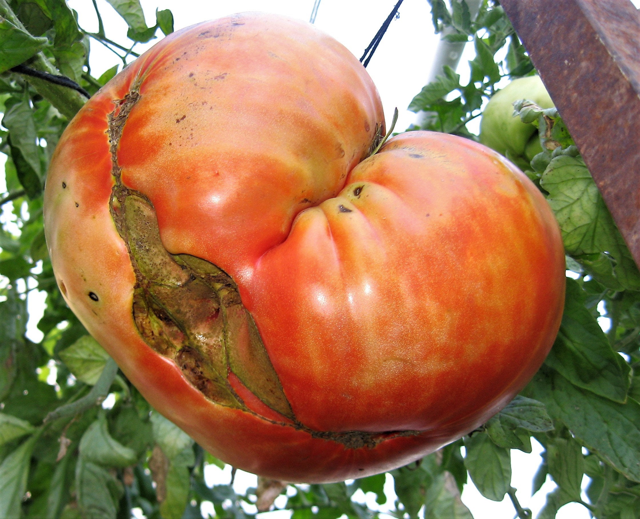 5.21 lb Vander Wielen Tomato Seed - Worldwide Giant Growers