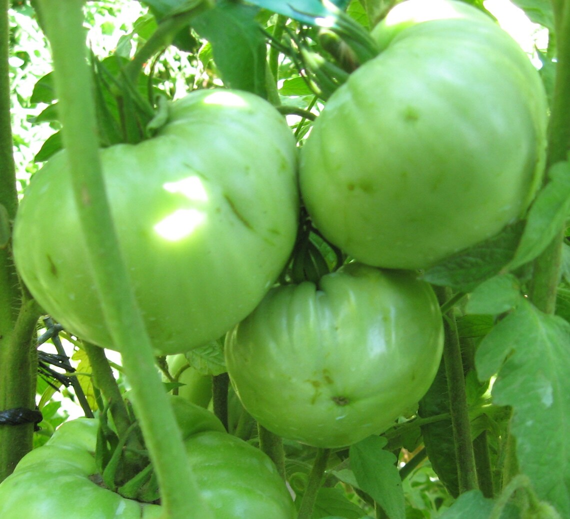 Graines Tomate Crimson Géant - Variété Rare Héritage, Grosses Tomates - 7